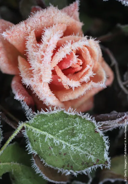 The last of the summer roses are dusted with a coating of frost as the first freezing temperatures descend