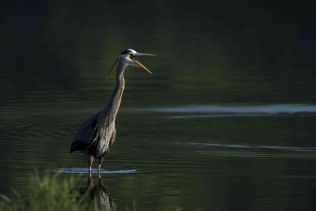 A great blue heron looks for fish in a pond at Water Works Park, Friday, May 3, 2024, in Des Moines, Iowa. (Photo by Charlie Neibergall/AP Photo)