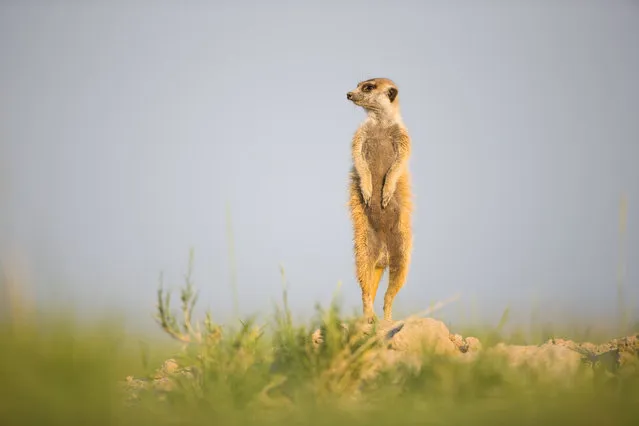 A Meerkat scouting for predators on January 2014 in Makgadikgadi, Botswana. These adorable Meerkats used a photographer as a look out post before trying their hand at taking pictures. The beautiful images were caught by wildlife photographer Will Burrard-Lucas after he spent six days with the quirky new families in the Makgadikgadi region of Botswana. Will has photographed Meerkats in the past and was delighted when he realised he would be shooting new arrivals. (Photo by Will Burrard-Lucas/Barcroft Media)