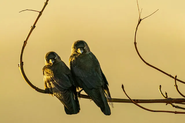 Two birds sit close together on a tree branch as the sun rises over Bristol City during a fine start to the morning in the South West on Monday, February 7, 2022. (Photo by Ben Birchall/PA Images via Getty Images)