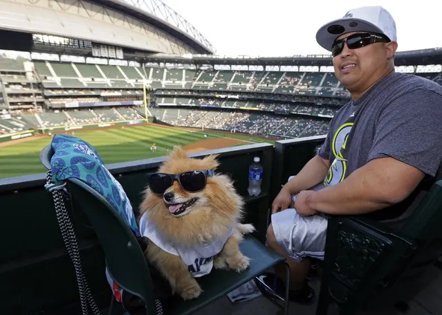 Chris Stevens, of Seattle, sits with Puff Daddy, his Pomeranian, at Safeco Field as they attend the Seattle Mariners' “Bark at the Park” night before a baseball game between the Mariners and the Los Angeles Angels, Thursday, July 9, 2015, in Seattle. (Photo by Ted S. Warren/AP Photo)