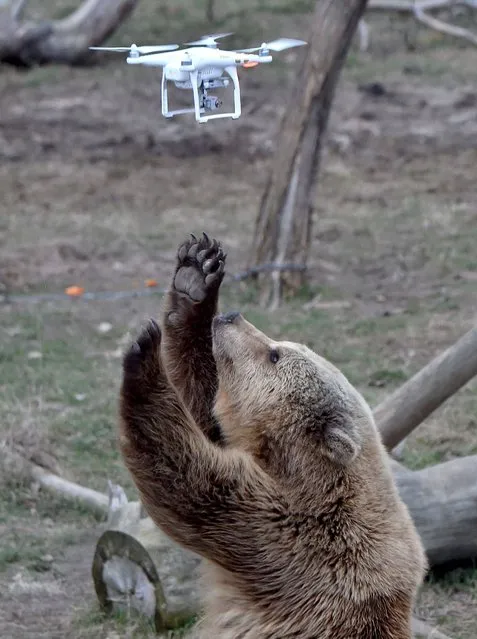 A brown bear reacts to a quadrocopter drone launched by a visitor in a shelter for bears rescued from circuses and private restaurants of Ukraine, near Zhytomyr, some 150 km west of Kiev, on March 24, 2017. Tortured for years by human hands these mighty animals got a chance to start it all over again in a shelter near the city of Zhytomyr, in the northwest of the country. Opened in 2012 by international animal charity Four Paws, the rescue centre soon became one of the biggest sights of the region. (Photo by Sergei Supinsky/AFP Photo)