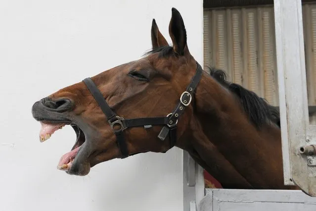Former Grand National favourite Teaforthree is seen during a visit by Britain's Queen Elizabeth to Cotts Equine Hospital in Narberth, Wales. (Photo by Reuters/Rebecca Naden)