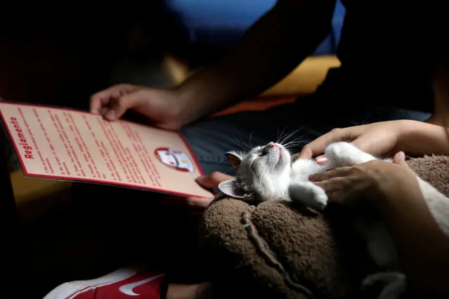 A customer pets a cat while another looks at a menu inside “Meow” cafe, where diners can play, interact or adopt cats given away by their former owners or rescued from the streets, in Monterrey, Mexico, May 13, 2016. (Photo by Daniel Becerril/Reuters)