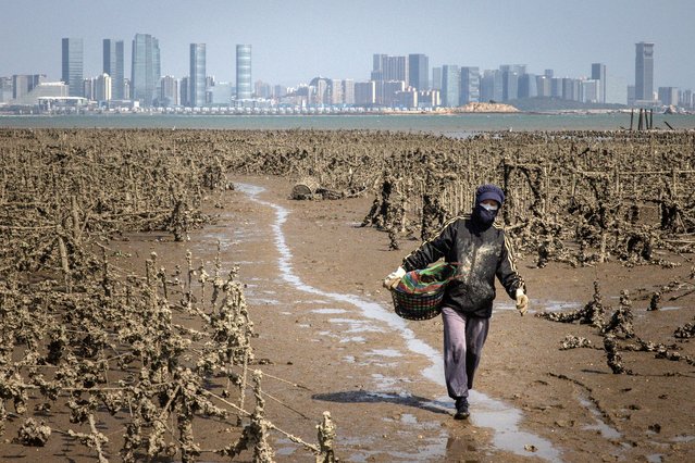 The Chinese city of Xiamen is seen in the background as a Taiwanese oyster farmer carries oysters for transportation on April 09, 2023 in Kinmen, Taiwan. Kinmen, an island in the Taiwan strait that is part of Taiwan's territory, is so close to China that the deep-water port of Xiamen, one of China's biggest, lies less than three miles away across the water. It is one of the few areas of Taiwan that mainland Chinese tourists can visit without visas or permits, and has deep ties with the adjacent Fujian province of China; locals have seen a boost to their incomes from Chinese tourism in pre-pandemic times. Wartime anti-tank barricades litter the beach and also features the Zhaishan tunnel, which Taiwanese forces still reserve the right to use in wartime and for military exercises. (Photo by Chris McGrath/Getty Images)