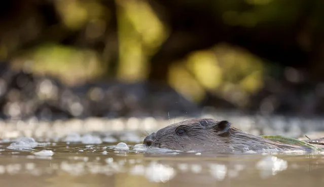 A male beaver swims after being released in a specially designed enclosure, as beavers are re-introduced to London for the first time in more than 400 years as part of a project launched by Enfield Council and Capel Manor College, in the grounds of Forty Hall Farm, Enfield, Britain, March 17, 2022. (Photo by John Sibley/Reuters)