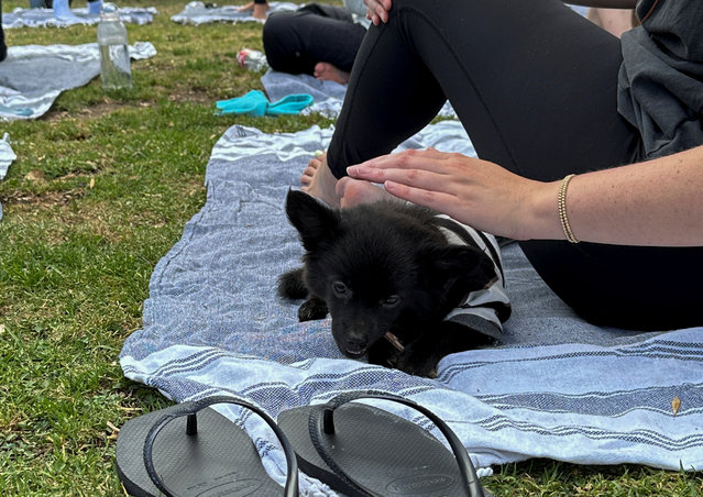 A Yogi and an adoptable puppy share mat at stress-relieving outdoor Puppy Yoga hosted by Laughing Frog Yoga Studio, in Santa Monica, California, U.S., August 1, 2024. (Photo by Jorge Garcia/Reuters)