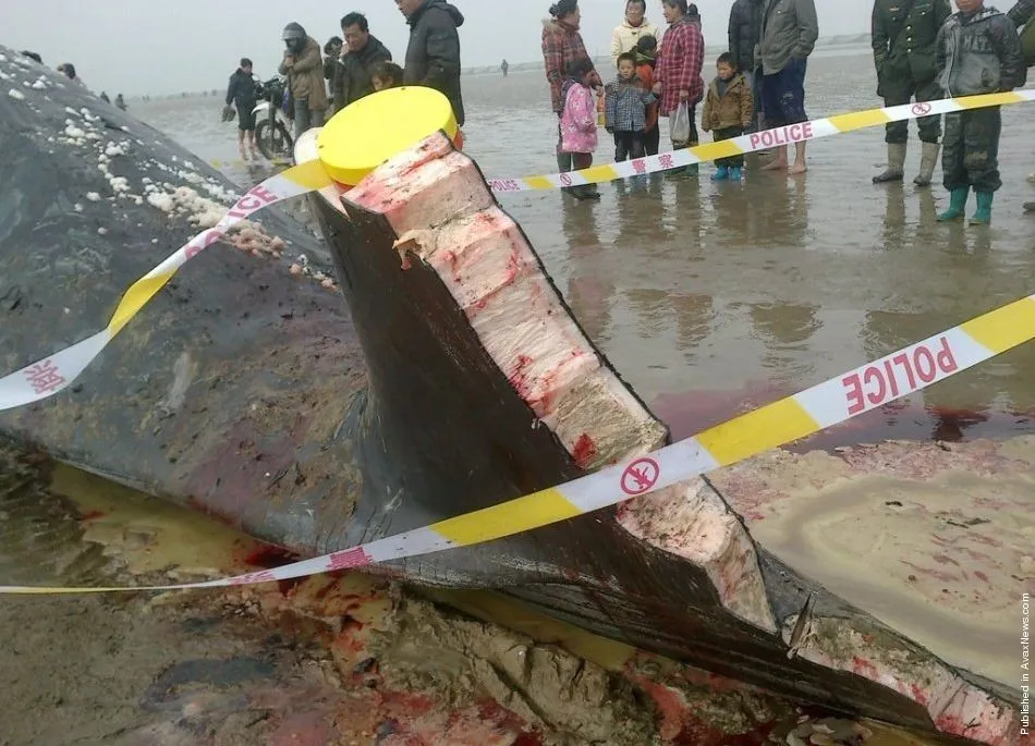 Sperm Whales Die in China