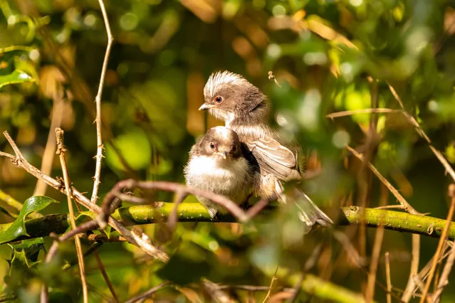 Two juvenile long-tailed tits (Aegithalos caudatus) just after leaving the nest for the first time in Poole, Dorset, 29 April, 2019. (Photo by Jordon Sharp/Alamy Stock Photo)