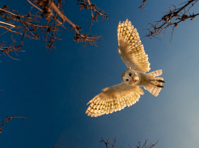 A barn owl peers down towards the camera, seen from a vole’s-eye view while hunting at dusk in Cheshire, UK in the second decade of August 2024. (Photo by David Akers/Solent News)