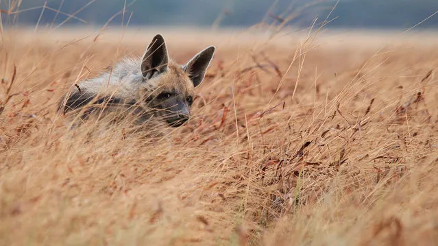 “The Elusive Stripes”. The near threatened, elusive striped hyena shot at the Blackbuck National park, Velavadar, Gujarat. This National park is also the world's largest roosting area for Harriers. Photo location: Blackbuck National Park, Velavadar, Gujarat, India. (Photo and caption by Masood Hussain/National Geographic Photo Contest)