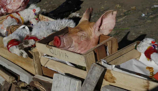 A pig's head and llama fetuses, are offered in honor of the “Pachamama”, or Mother Earth, on the sacred La Cumbre mountain on the outskirts of La Paz, Bolivia, Saturday, August 1, 2015. The month of August is the time people gather in the mountains of Bolivia to make offerings in honor of the earth goddess and ask for good fortune. (Photo by Juan Karita/AP Photo)