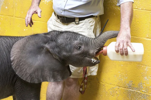 In this June 6, 2017, file photo, Willie Theison bottle feeds the new baby elephant calf at the Pittsburgh Zoo & PPG Aquarium in Pittsburgh. The Pittsburgh Zoo & PPG Aquarium says its new baby elephant is ready for visitors, and the female calf will be on view through a window in the zoo's elephant family room starting Friday, July 7. The calf was born at the zoo's International Conservation Center on May 31, about a month prematurely. Its mother is Seeni, a 21-year-old elephant that's among three the zoo rescued from Botswana in 2011. (Photo by Antonella Crescimbeni/Pittsburgh Post-Gazette via AP Photo)