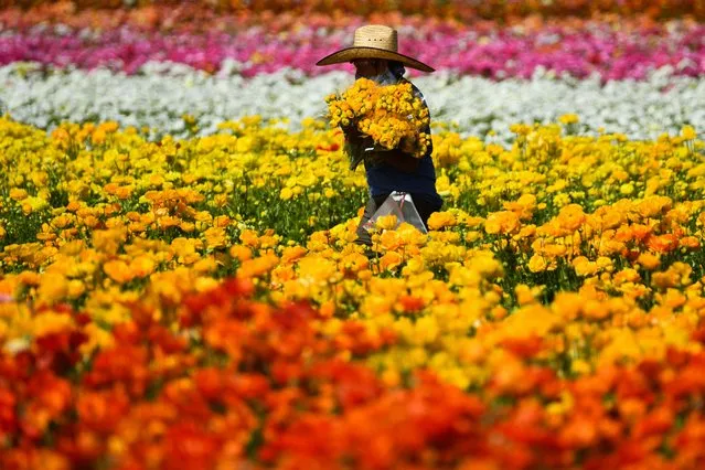 A worker carries bundles of flowers as they tend to and gather Giant Ranunculus flowers in The Flower Fields at Carlsbad Ranch on March 16, 2022 in Carlsbad, California. The flower fields feature approximately 70 million ranunculus blooms across 55 acres on the working agricultural flower farm. (Photo by Patrick T. Fallon/AFP Photo)