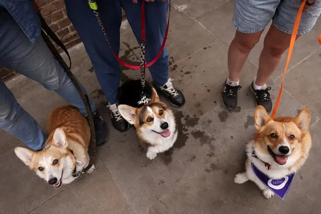 Corgi dogs and their owners take part in a Corgi dog Parade organised by the UK Corgi Club and Great Corgi Club of Britain, as part of the Queen's Platinum Jubilee celebrations in London, Britain on June 3, 2022. (Photo by Tom Nicholson/Reuters)