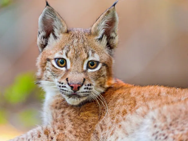 baby lynx