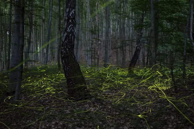 A multiple long exposure picture shows fireflies swarming in a forest near Salgotarjan, Hungary, 28 June 2022 (issued 29 June 2022). (Photo by Peter Komka/EPA/EFE)