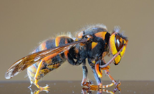 Japanese giant hornet closeup macro, also called giant sparrow bee. (Photo by Kagenmi/Getty Images)