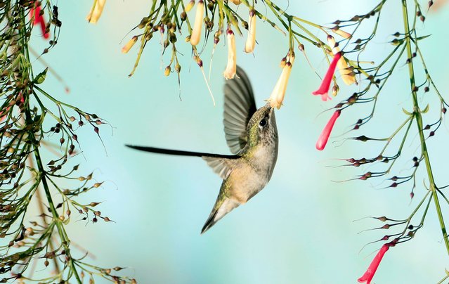 A hummingbird is seen feeding on a flower in Tegucigalpa, Honduras, 26 November 2024. (Photo by Gustavo Amador/EPA/EFE)