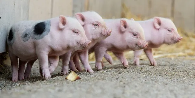 Four minipig cubs stand in their compound in the zoo of Hannover, northern Germany, Tuesday, August 12, 2014. They were born in the zoo on July 25. (Photo by Julian Stratenschulte/AP Photo/DPA)