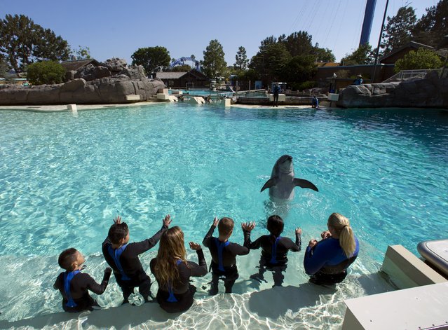Patients from Rady Children's Hospital wave goodbye to a bottle nose dolphin after being invited to swim and interact with dolphins at Sea World in San Diego, California August 27, 2015. (Photo by Mike Blake/Reuters)