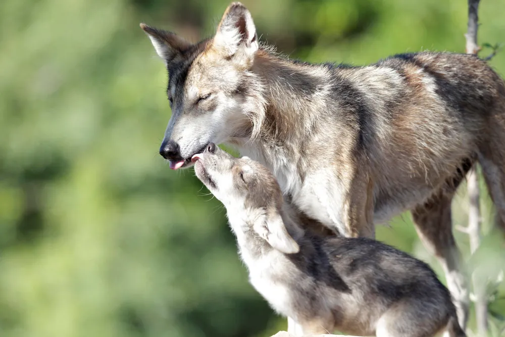 Gray Wolf Pups