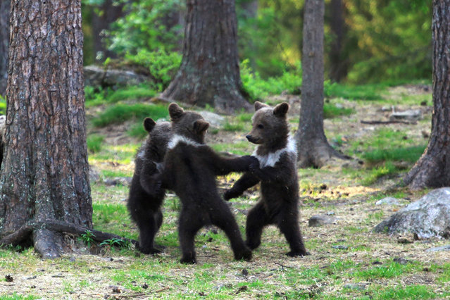 A family of baby brown bears appear to be dancing to Ring a Ring o' Roses as their mother relaxes behind a tree nearby. (Photo by Valtteri Mulkahainen/Solent News & Photo Agency)