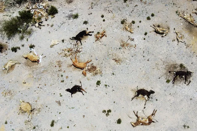 Carcasses of animals that died due to the drought in Manuel Benavides, Mexico, near the border with Texas on August 3, 2022. (Photo by José Luis González/Reuters)