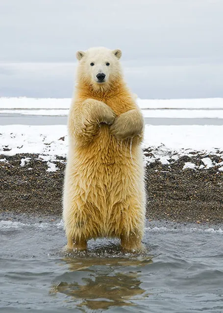 Polar Bear Photo Steven Kazlowski