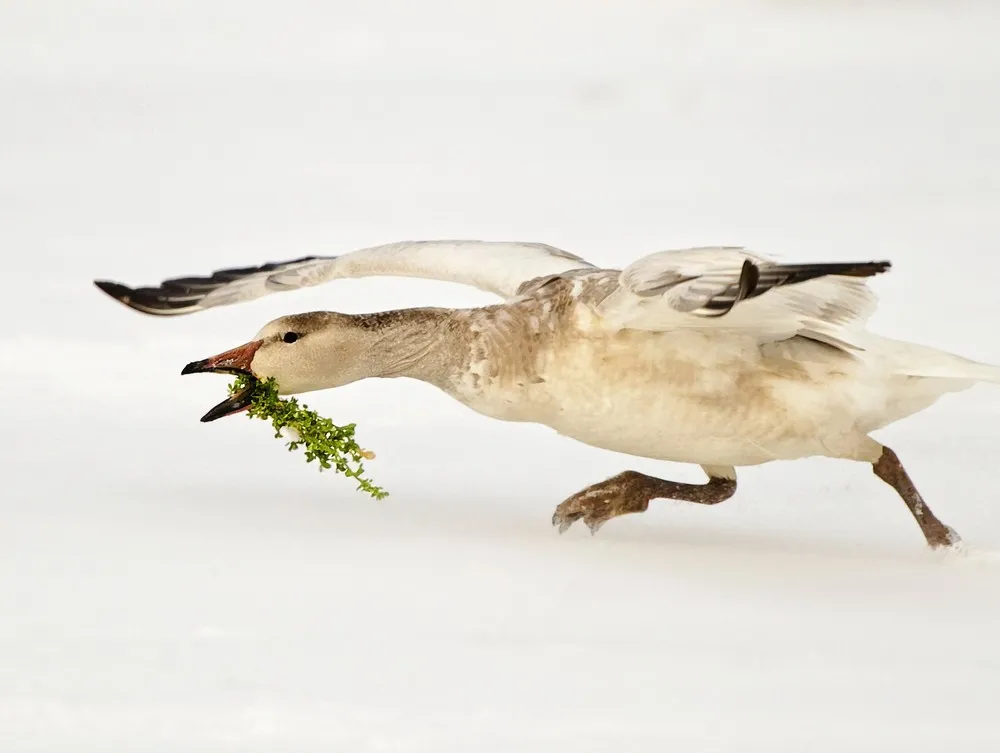 Photographer Kevin Fleming Finds Beauty in the Wild