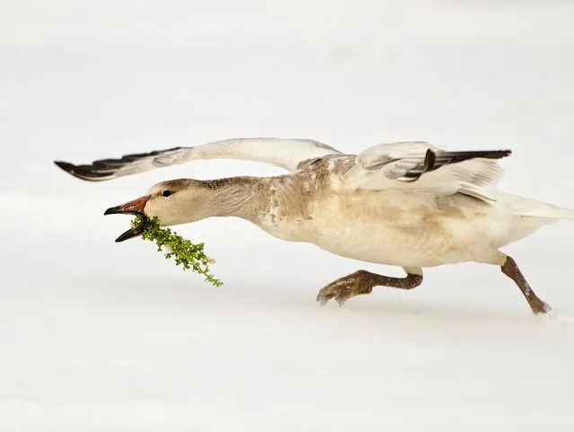 A snow goose runs with some greenery. (Photo by Kevin Fleming)