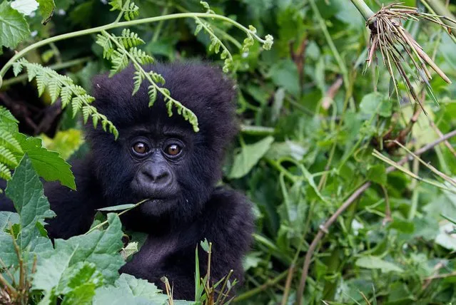 A baby mountain Gorilla, member of the Agashya family, is pictured in the Sabyinyo Mountains of Rwanda on December 27, 2014. Rwanda, well known for mountain gorillas  an endangered species found only in the border areas between Rwanda, Uganda and the Democratic Republic of the Congo  and hosted more than a million visitors between 2006-13, generating from the national parks alone $75m (£44m) in tourism revenue in that time; 85% of this is from trekkers who come to see some of the country's 500 gorillas. (Photo by Ivan Lieman/AFP Photo)