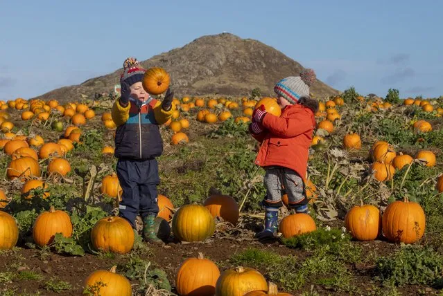 Two-year-olds Rudi Gibson and Finn Pettett pick their pumpkins at Balgone Estate Pumpkin Patch in East Lothian, Scotland on October 16, 2022 with around 35,000 pumpkins of 21 varieties grown over eight acres. (Photo by Katielee Arrowsmith/South West News Service)