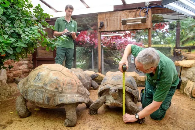 Curator of Reptiles Tim Skelton (right) measures the giant Aldabra tortoises at the now closed Bristol Zoo in Bristol, United Kingdom on October 14, 2022. The animals are being measured up for their transportation crates. (Photo by Adrian Sherratt/The Guardian)