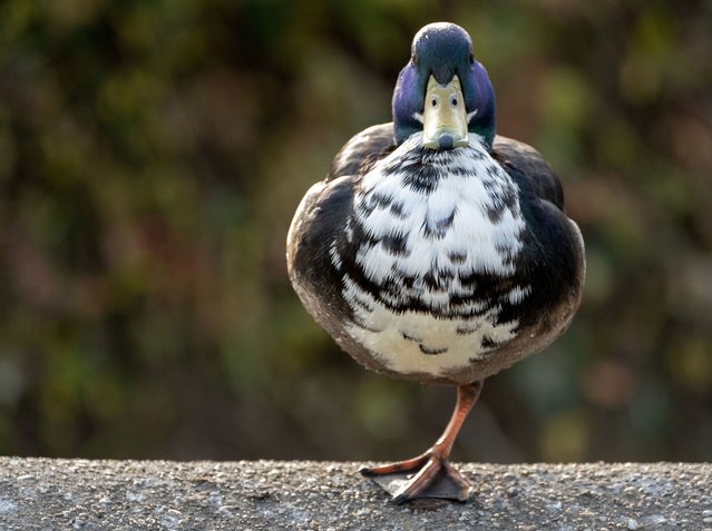 A duck rests on one foot at Volksgarten (People's Garden) in Vienna, Austria on March 12, 2025. (Photo by Joe Klamar/AFP Photo)