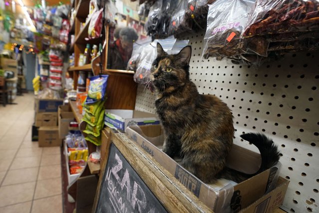 Zorro sits under a display of herbs and peppers at Zaragoza Mexican Deli & Grocery in New York, Thursday, March 13, 2025. (Photo by Richard Drew/AP Photo)