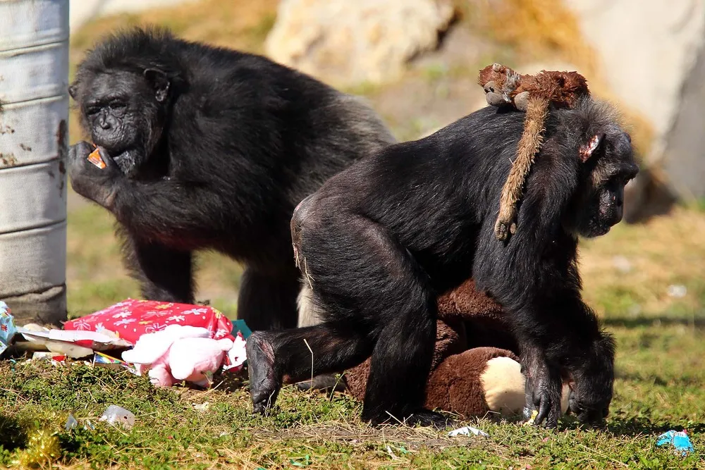 Christmas Celebrated with the Chimps in Florida