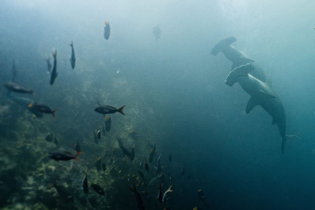 Two great hammerhead is seen among fish in Kicker Rock Islet near San Cristobal island, part of Galapagos archipelago on February 09, 2025. (Photo by Ozge Elif Kizil/Anadolu via Getty Images)
