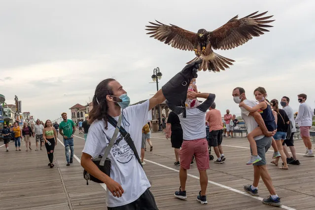 A member of East Coast Falcons catches a falcon used for abatement on the boardwalk while people watch on August 12, 2020 in Ocean City, New Jersey. Abatement teams from the East Coast Falcons are contracted by the city and dispatched to the high traffic areas to remove unwanted seagulls and other pest birds. (Photo by Alexi Rosenfeld/Getty Images)