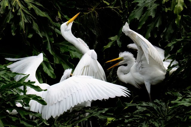 A great egret chick begging its mom for a fish at Lake Eola Park in Orlando, Florida on June 4, 2025. Lake Eola Park is home to a diverse community of birds, providing a vibrant and natural oasis amid Orlando's urban landscape. (Photo by Ronen Tivony/ZUMA Press Wire/Rex Features/Shutterstock)