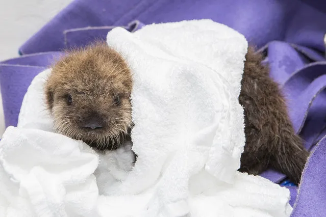 Weighing in at just under 6 pounds and at 22.6 inches long, the female pup arrived at Shedd in late October from Monterey Bay Aquarium in California, where she spent the first four weeks of her life being stabilized. (Photo by Brenna Hernandez/AP Photo)