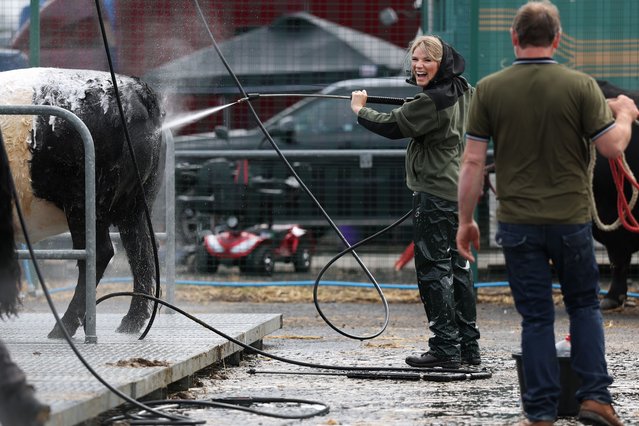 Cattle are washed ahead of the start of the Royal Highland Show on June 18, 2025 in Edinburgh, Scotland. The Royal Highland Show is an annual event showcasing the best of food, farming and rural life from the Highlands of Scotland. This year's show takes place June 19-22. (Photo by Jeff J. Mitchell/Getty Images)