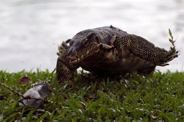 A monitor lizard follows a bait from a park worker at Lumpini park in Bangkok, Thailand, September 20, 2016. (Photo by Athit Perawongmetha/Reuters)