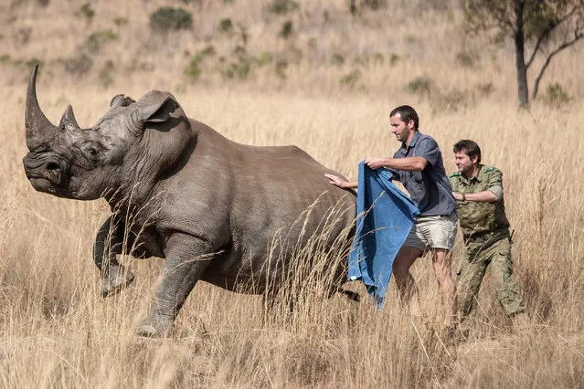 A veterinary tries to cover the eyes of a tranquilized Rhino to be microchipped during an operation of RHINO911, a non-governmental organization on September 19, 2016 at the Pilanesberg National Park in the North West province, South Africa. RHINO911 is a tactical air support nonprofit organization created in cooperation with Battle Born Munitions and Bell Helicopter to fight poaching in South Africa. The Convention on International Trade in Endangered Species of Wild Fauna and Flora (CITES 2016) conference will kick off in Johannesburg on September 24, 2016. (Photo by Gianluigi Guercia/AFP Photo)