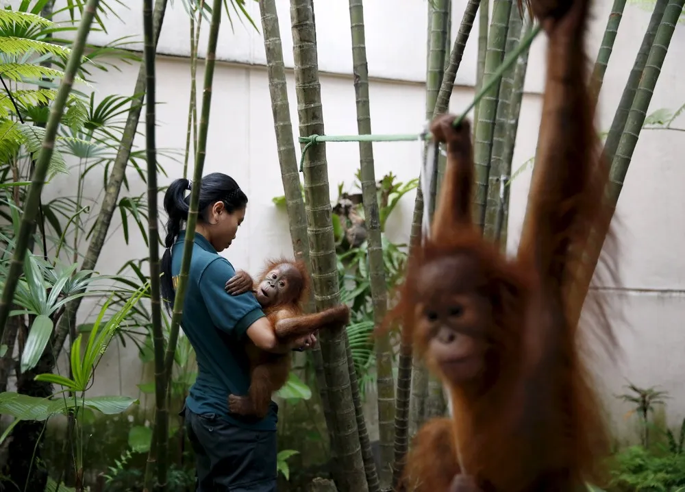 Orangutan Pair Repatriated to Indonesia