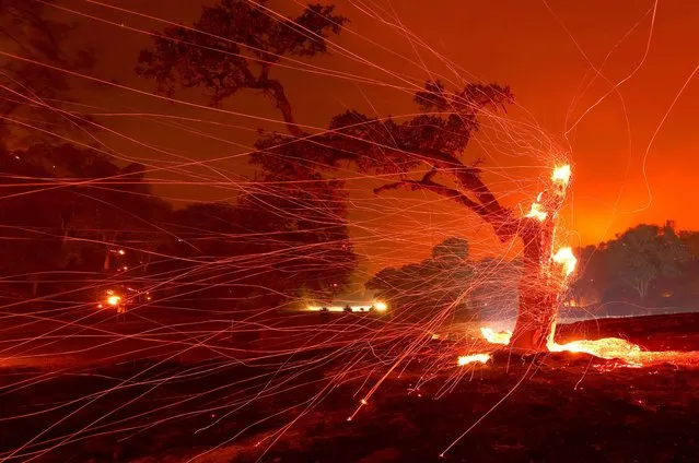 Embers blow off a burned tree after the LNU Lightning Complex Fire burned through the area on August 18, 2020 in Napa, California. The LNU Lightning Complex Fire continues to burn near Lake Berryessa near the town of Napa. The fire is zero percent contained. (Photo by Justin Sullivan/Getty Images)