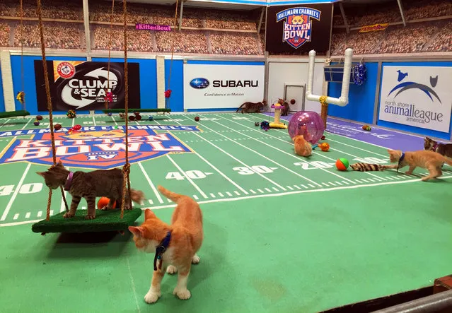 Kittens run around a miniature football field on Wednesday, September 28, 2016, during the taping of Kitten Bowl IV in New York, an annual special that airs on the Hallmark Channel each Super Bowl Sunday. (Photo by Leanne Italie/AP Photo)