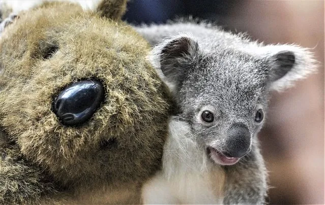 A little koala sits on a furry teddy bear to be weighed at the zoo in Duisburg, Germany, Wednesday, February 8, 2023. The little bear was born in July last year, but was invisible for the public in its mothers' pouch. The so far unnamed koala joins the largest koala group in Europe at the breeding and competence center in Duisburg. (Photo by Martin Meissner/AP Photo)