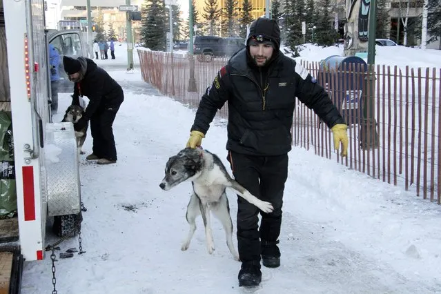 Musher Richie Diehl takes one of his dogs back to it's his trailer before the ceremonial start of the Iditarod Trail Sled Dog Race Saturday, March 4, 2023, in Anchorage, Alaska. Warm weather is making it tough sledding for mushers in this year's Iditarod, and Diehl said the conditions could be “soft and punchy”. (Phoot by Mark Thiessen/AP Photo)
