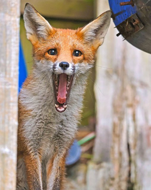 A cheeky juvenile fox played a game of peek-a-boo with an amateur photographer in Surbiton, Surrey, UK in the first decade of October 2025. (Photo by Dimitar Nedelchev/Solent News & Photo Agency)